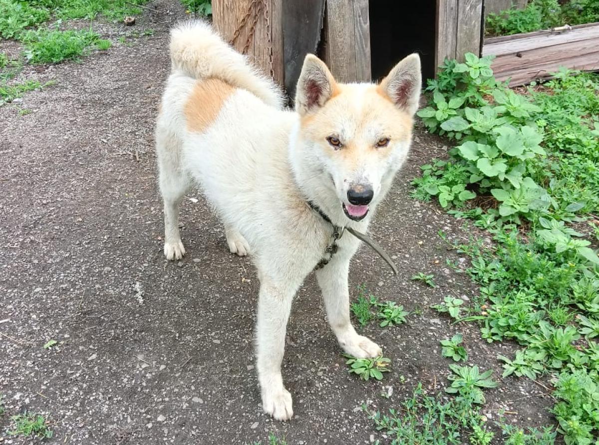 The dog Kunak protected his 12-year-old owner, who got lost in the Amur taiga